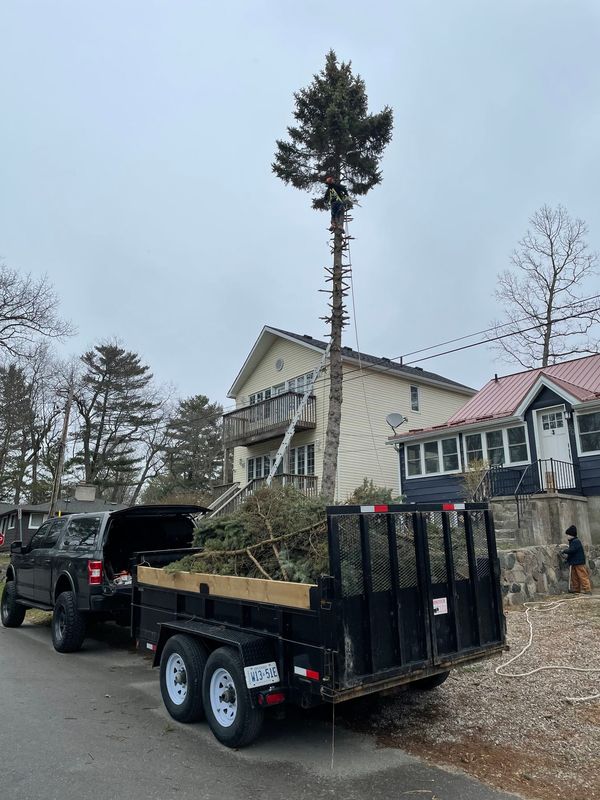 London Contracting tree care services